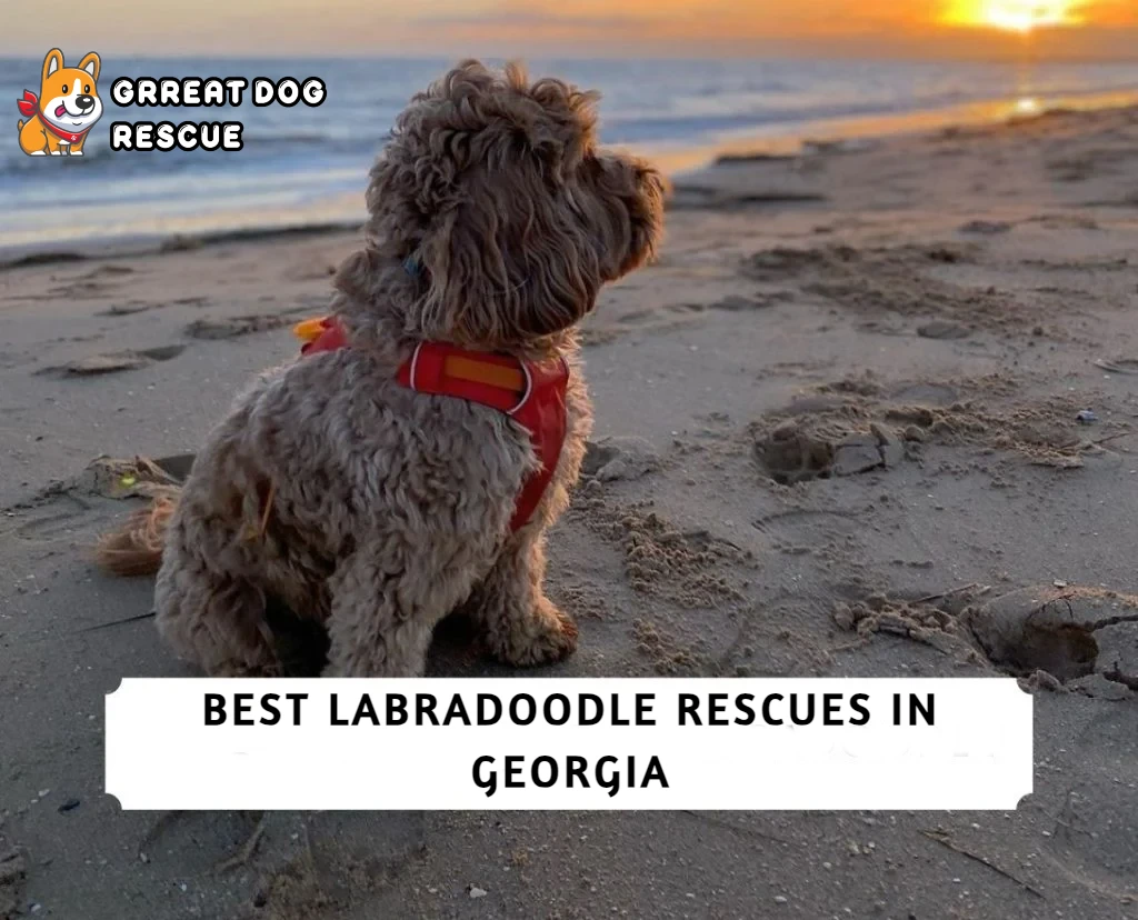 Best Labradoodle Rescues in Georgia