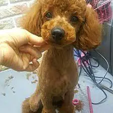 Peppy's Poodle Rescue