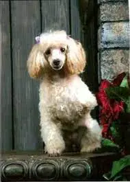 Picket Fence Poodle Rescue