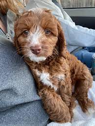 Labradoodle Rescue for Adoptions in Maine