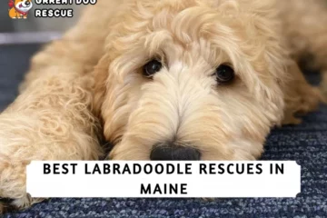 Best Labradoodle Rescue in Maine