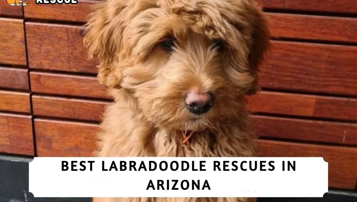 Best Labradoodle Rescues in Arizona