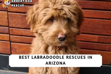 Best Labradoodle Rescues in Arizona