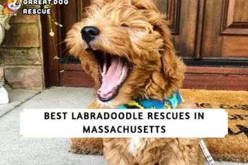 Best Labradoodle Rescues in Massachusetts