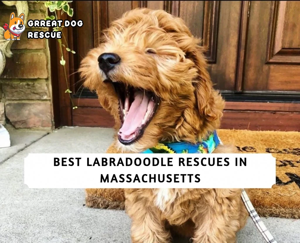 Best Labradoodle Rescues in Massachusetts