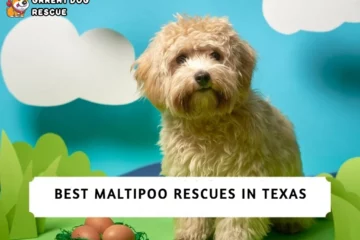 Best Maltipoo Rescues in Texas!