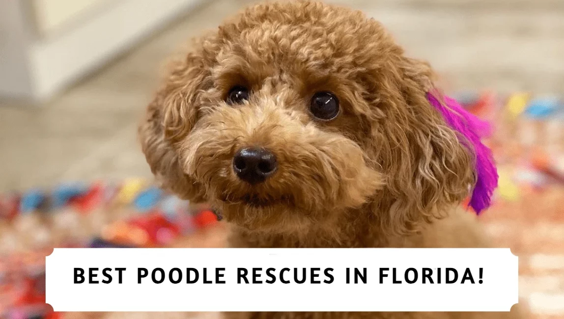 Best Poodle Rescues in Florida!