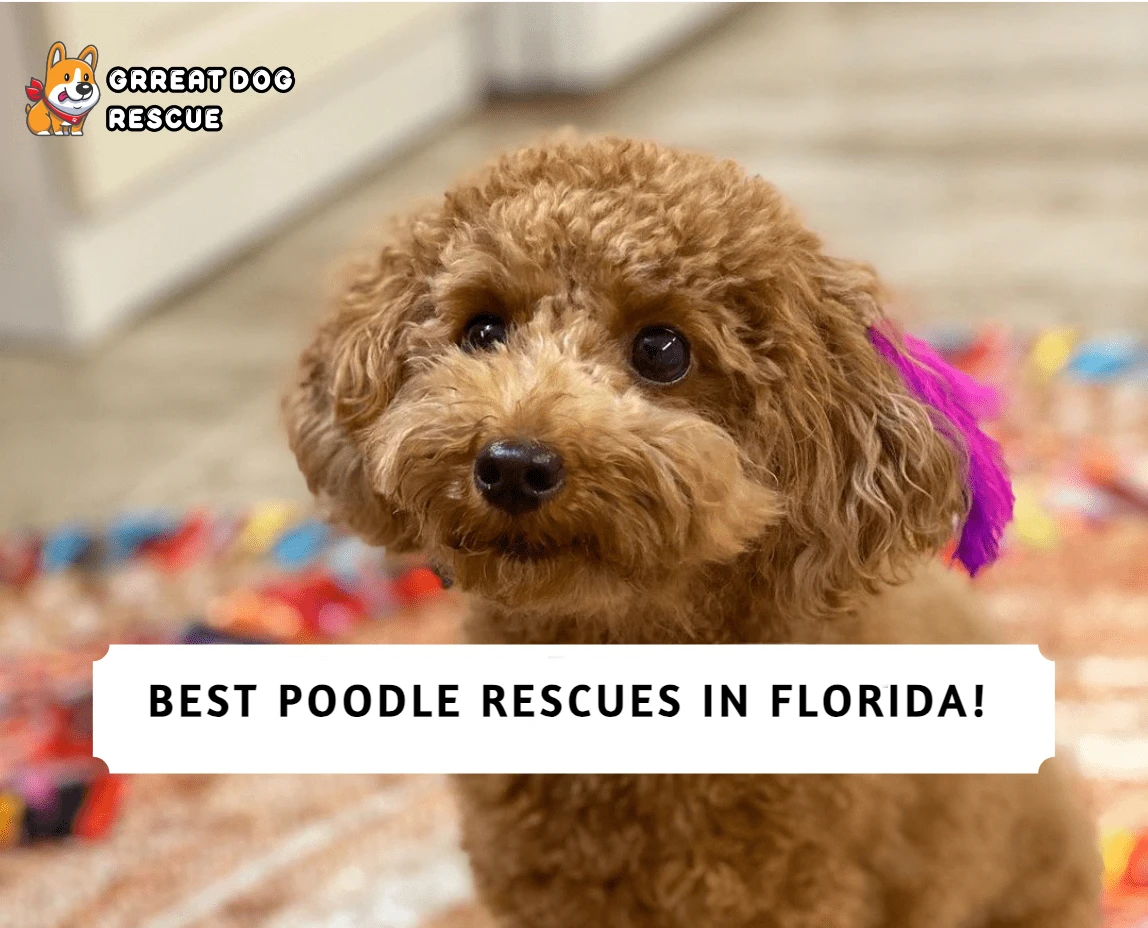 Best Poodle Rescues in Florida!