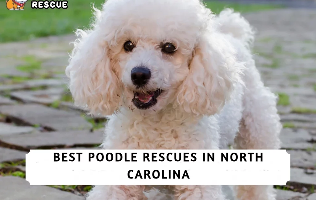 Best Poodle Rescues in North Carolina!