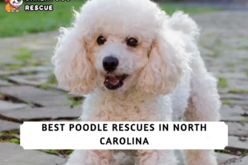 Best Poodle Rescues in North Carolina!
