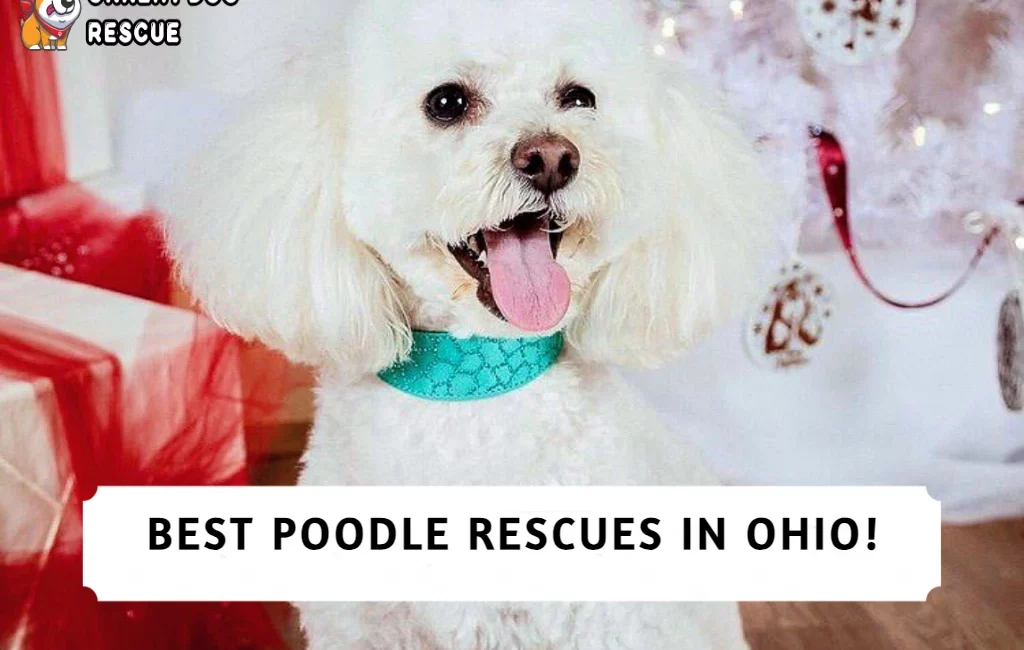 Best Poodle Rescues in Ohio