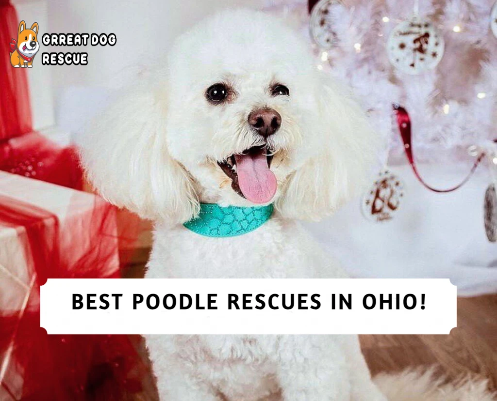 Best Poodle Rescues in Ohio
