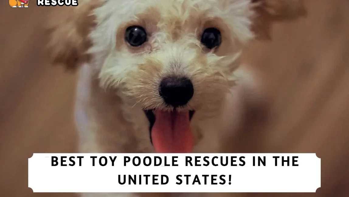 Best Toy Poodle Rescues in the United States