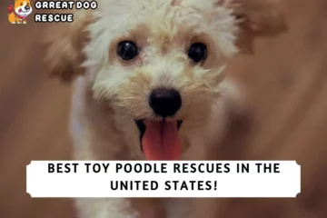 Best Toy Poodle Rescues in the United States