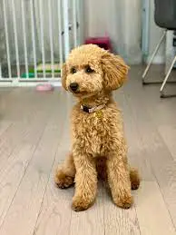 Toy Poodle Rescue for Adoption in the U.S