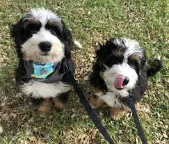 Preparing Your Home for a Bernedoodle