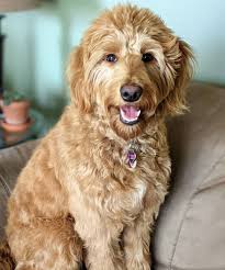 Understanding the Adoption Process for Goldendoodles