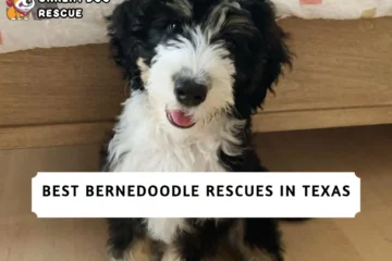 Best Bernedoodle Rescues in Texas