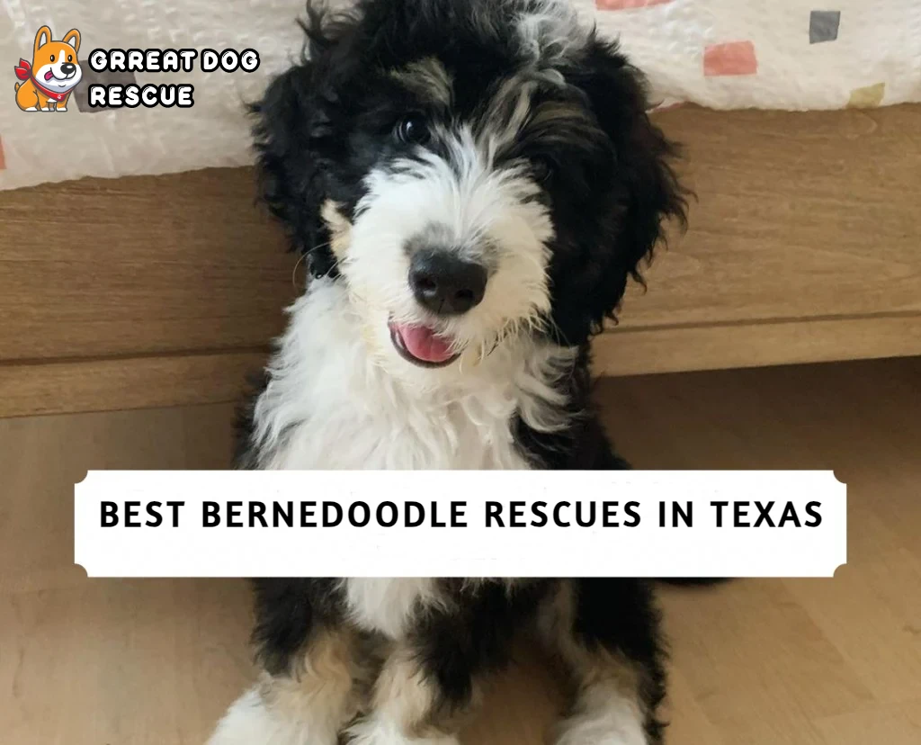 Best Bernedoodle Rescues in Texas