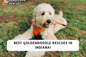 Best Goldendoodle Rescues in Indiana