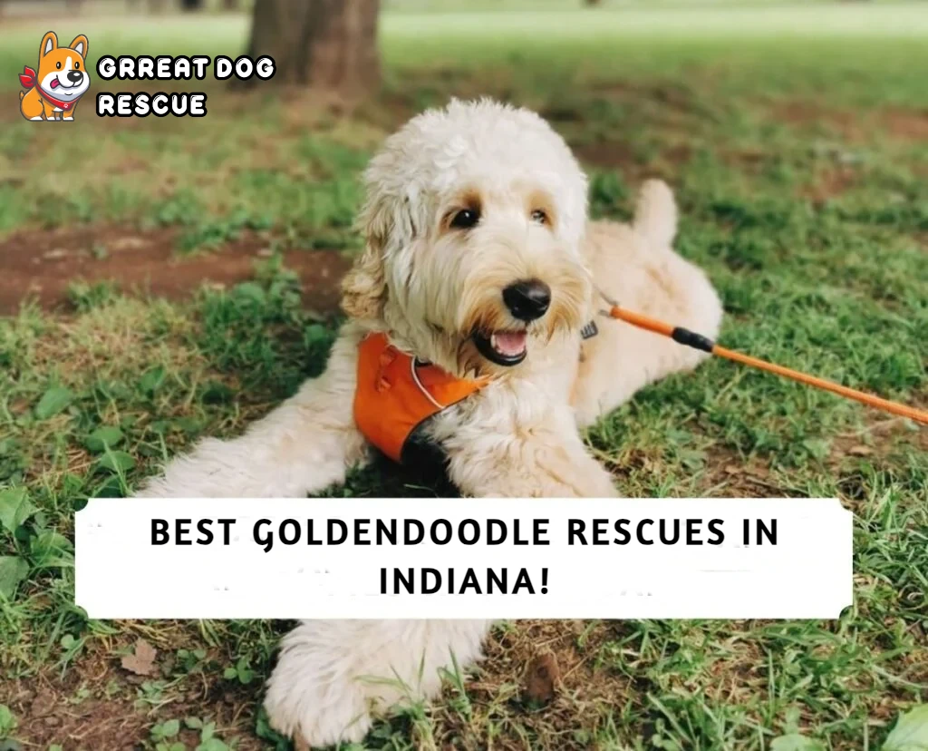 Best Goldendoodle Rescues in Indiana