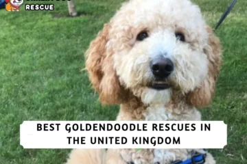 Best Goldendoodle Rescues in the U.K