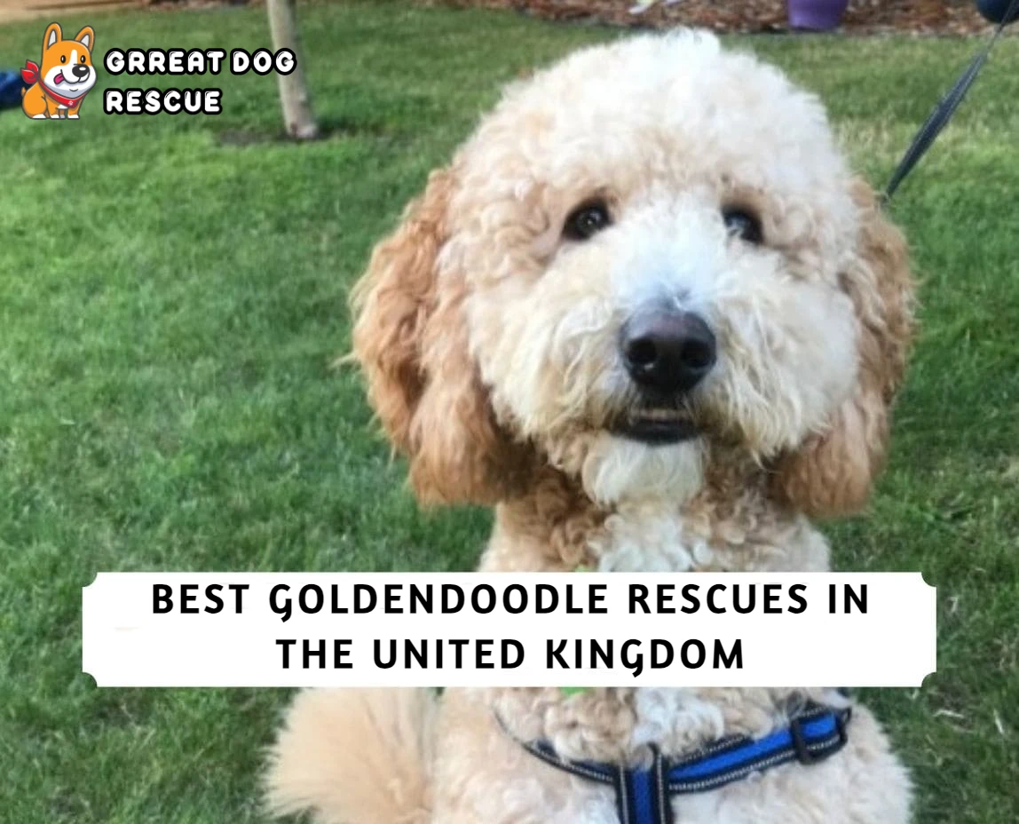 Best Goldendoodle Rescues in the U.K