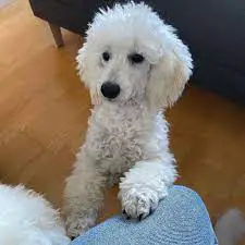 Poodle Rescues for Adoptions in Illinois