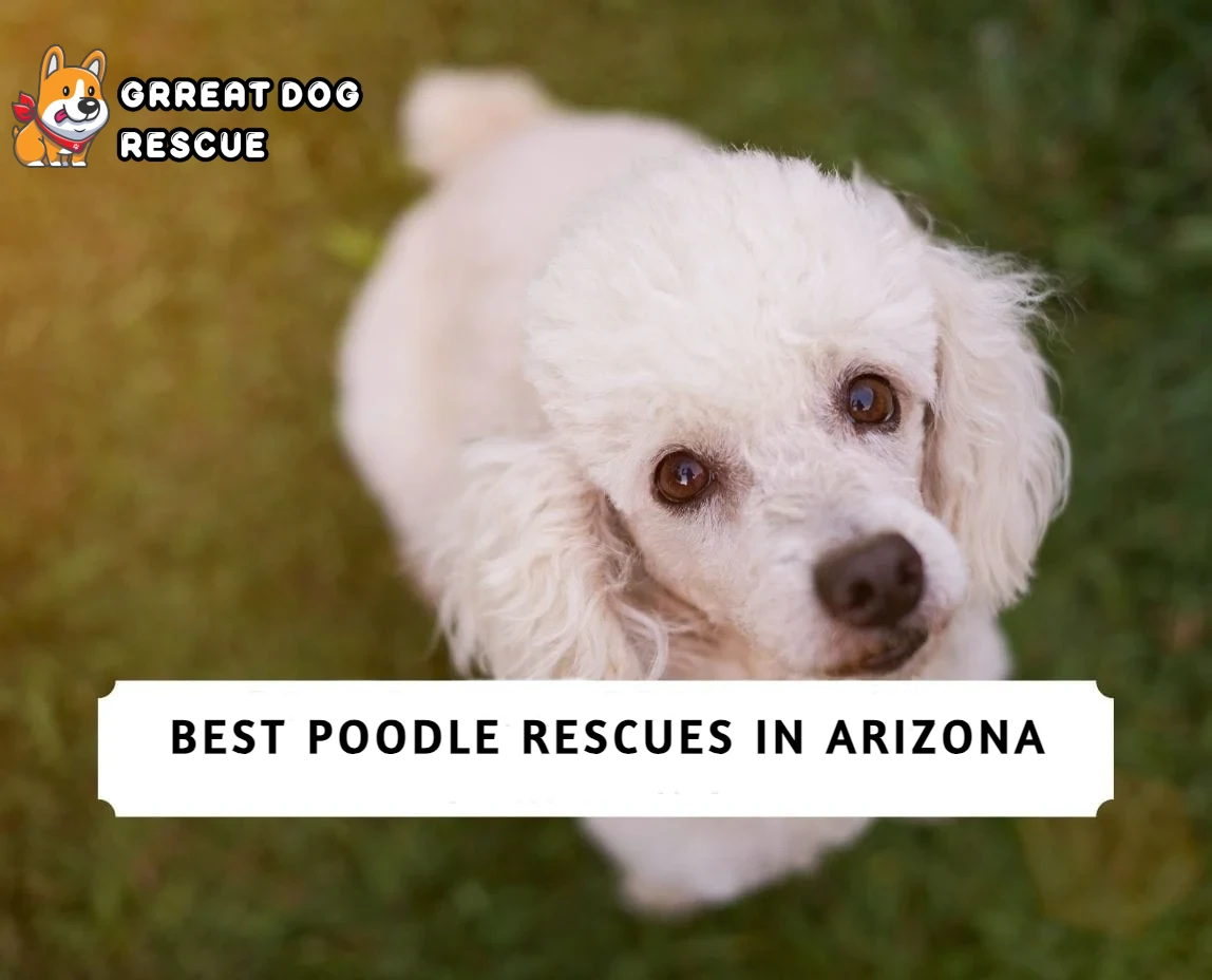 Best Poodle Rescues in Arizona