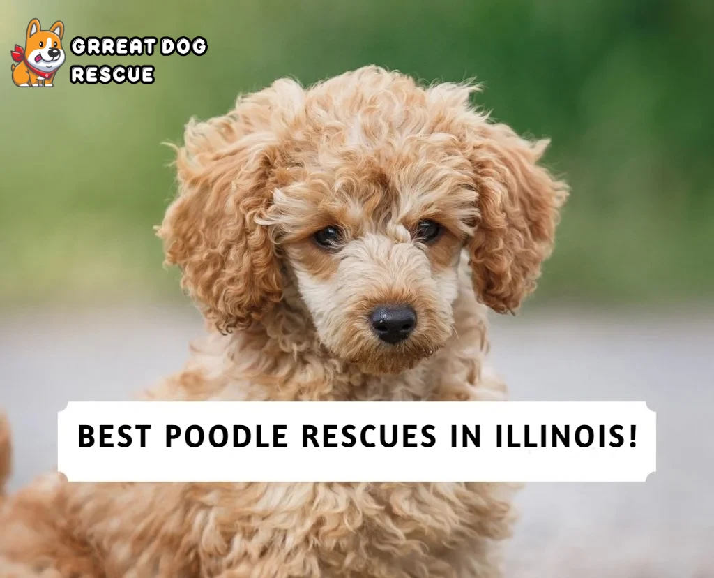 Best Poodle Rescues in Illinois!