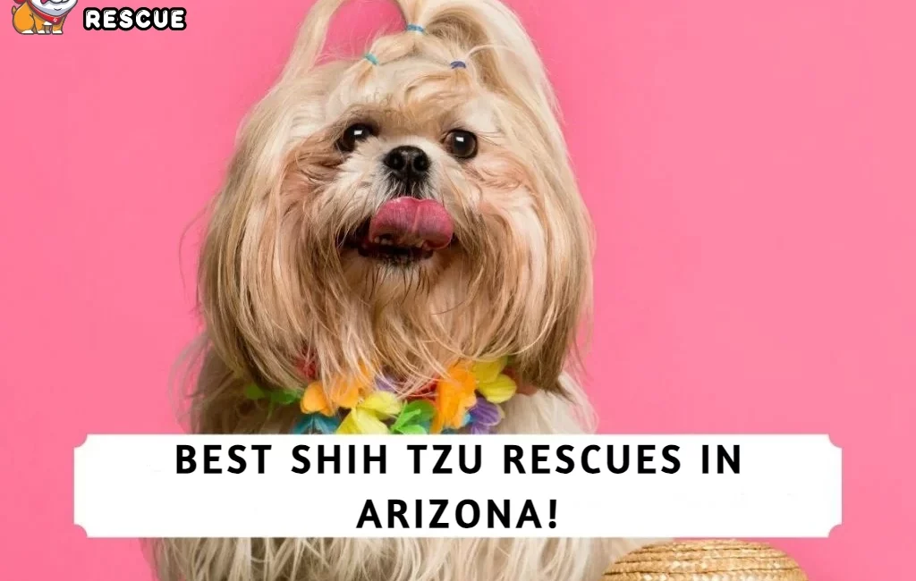 Best Shih Tzu Rescues In Arizona!