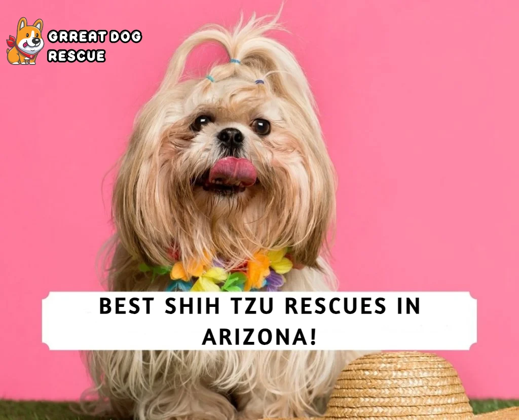 Best Shih Tzu Rescues In Arizona!