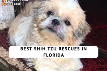 Best Shih Tzu Rescues In Florida