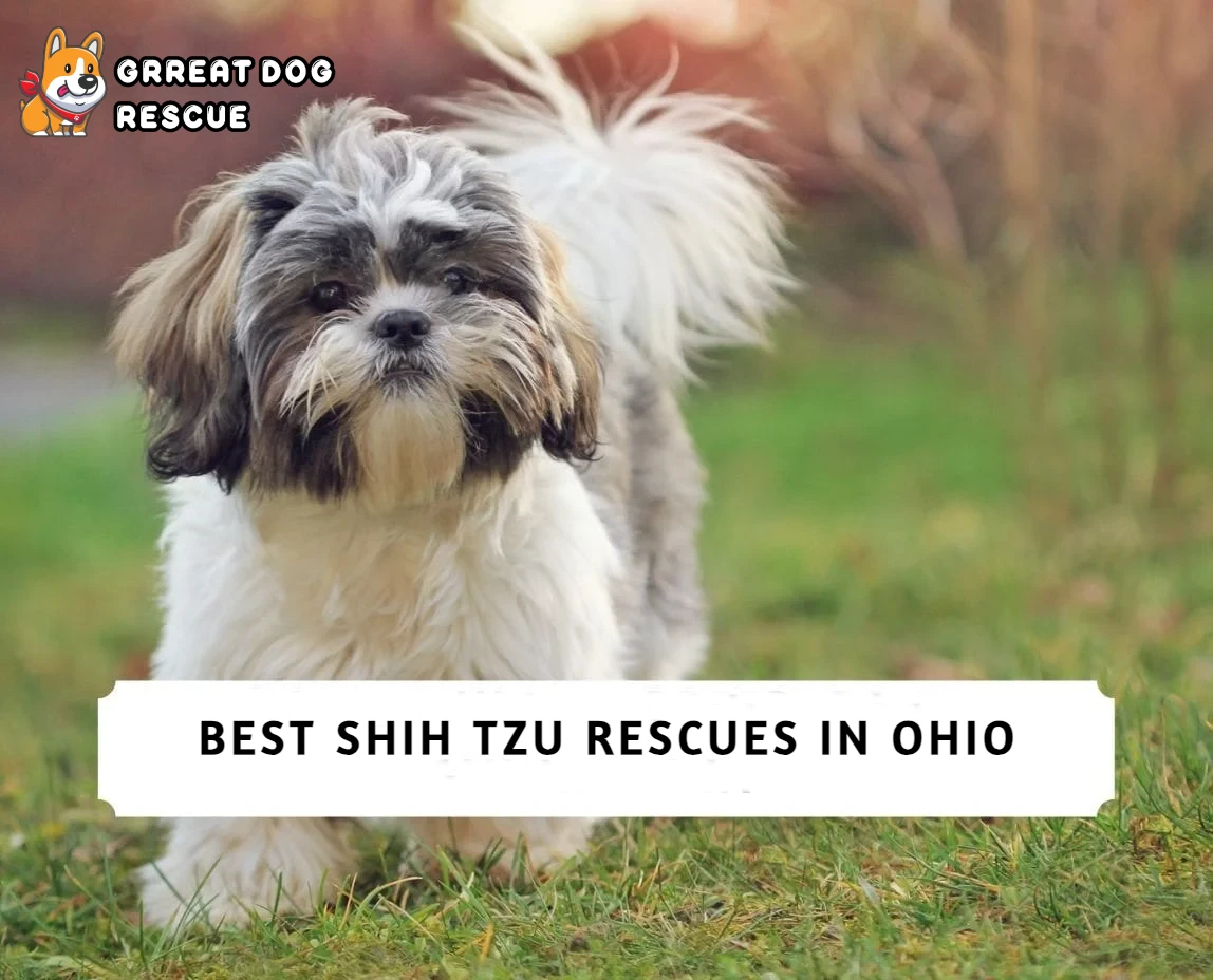 Best Shih Tzu Rescues In Ohio