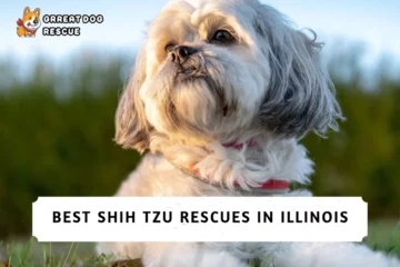 Best Shih Tzu Rescues In Illinois