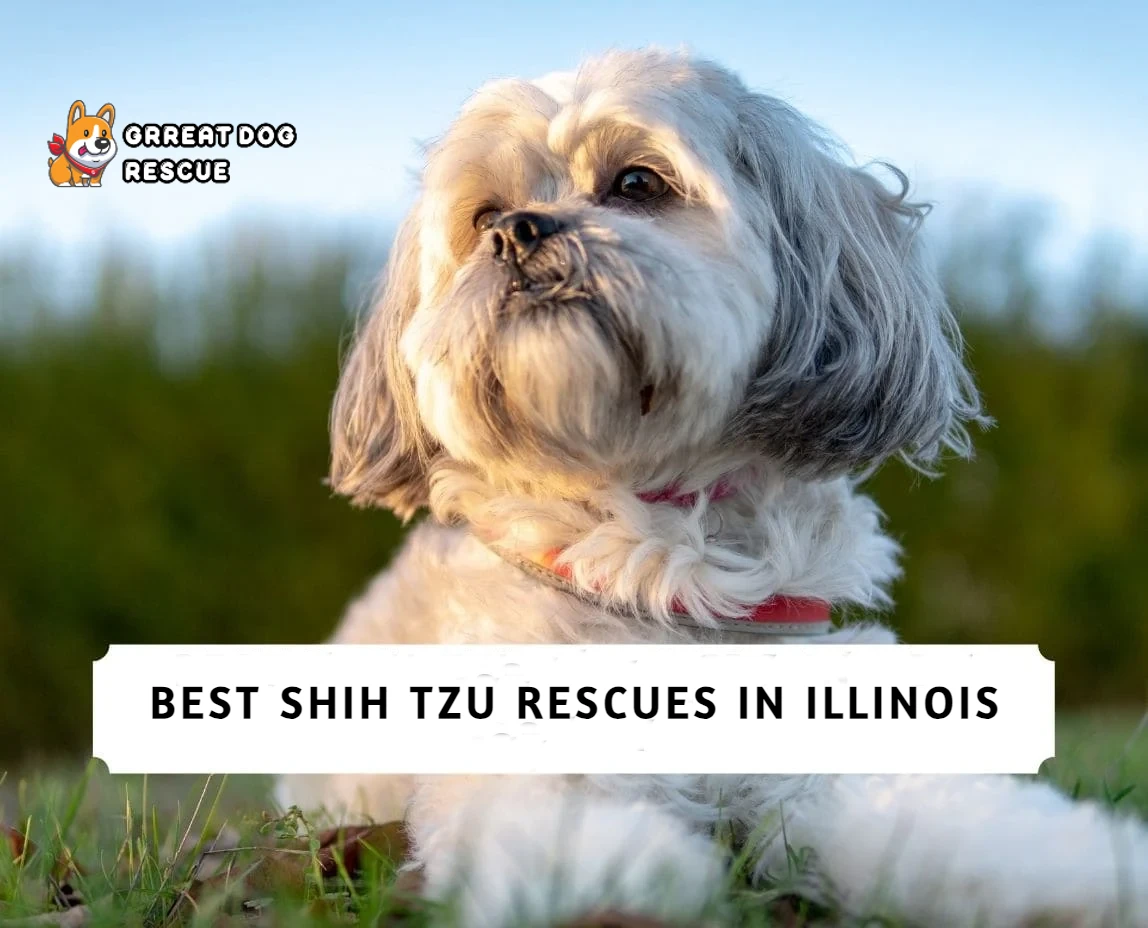 Best Shih Tzu Rescues In Illinois