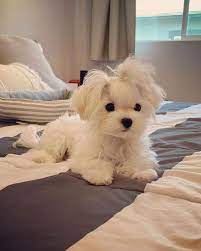 Things to Know Before Adopting a Maltese
