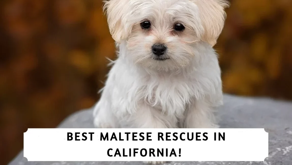 Best Maltese Rescues in California!