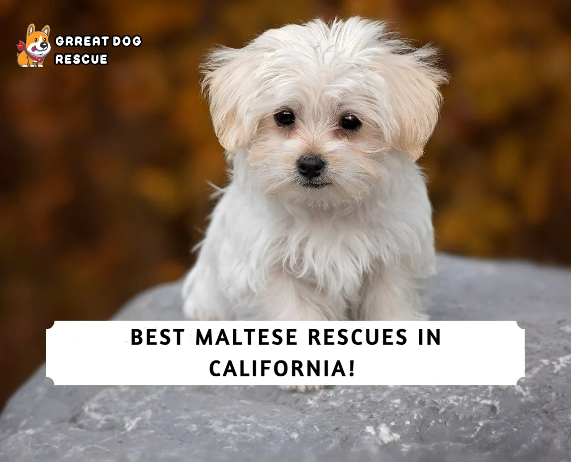 Best Maltese Rescues in California!