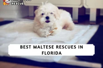 Best Maltese Rescues in Florida
