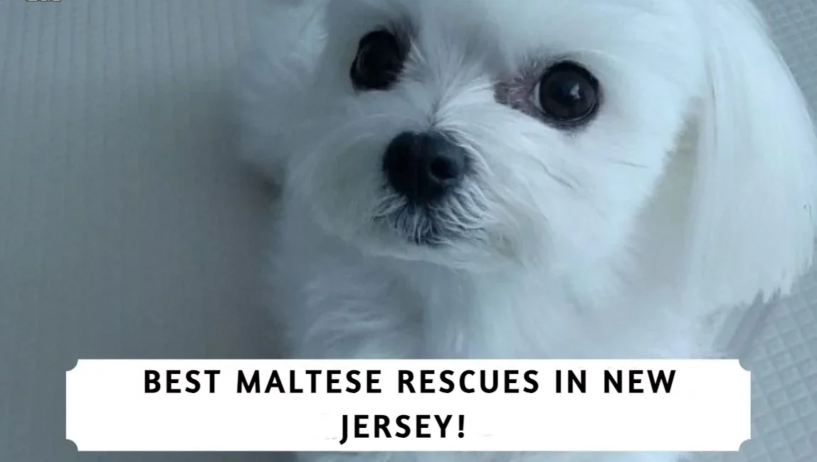 Best Maltese Rescues in New Jersey!