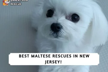 Best Maltese Rescues in New Jersey!