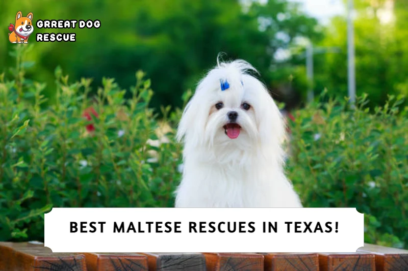 Best Maltese Rescues in Texas!