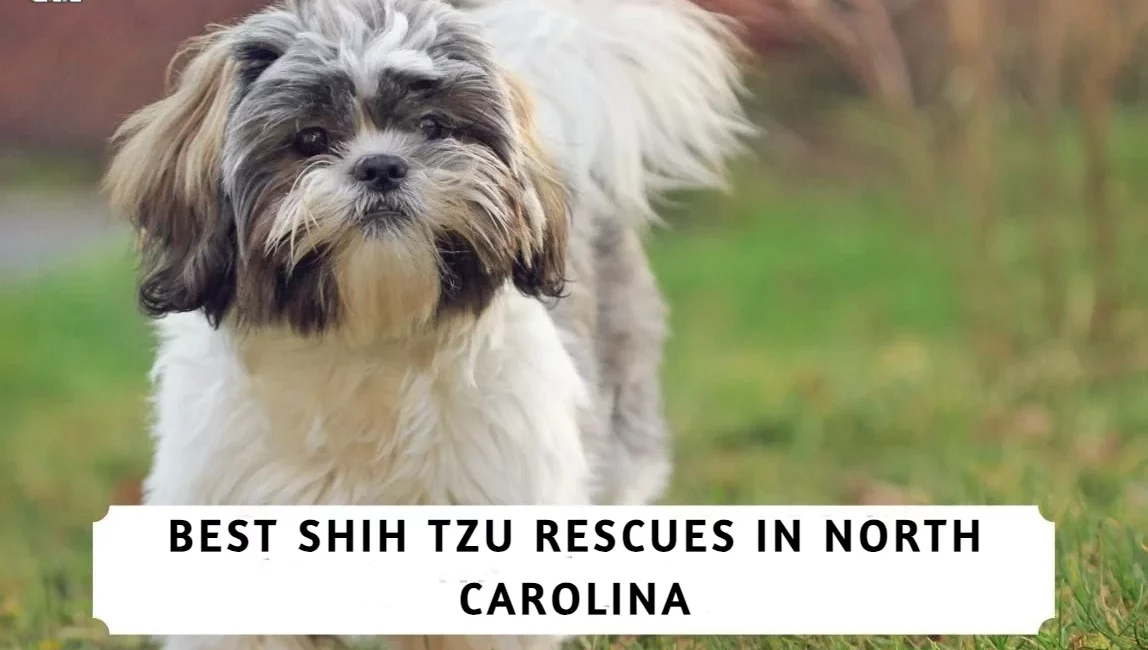 Best Shih Tzu Rescues In North Carolina