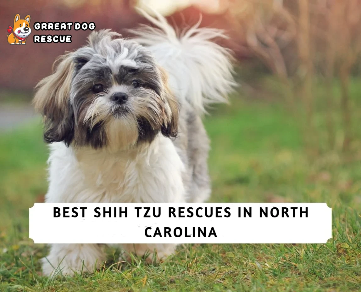 Best Shih Tzu Rescues In North Carolina