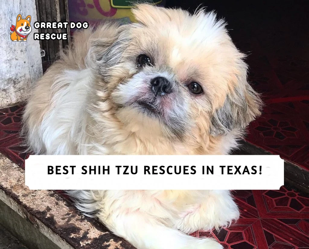 Best Shih Tzu Rescues In Texas!