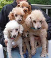 Poodle Rescues for Adoptions in Connecticut