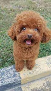 Poodle Rescues for Adoptions in Michigan
