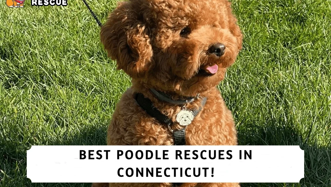 Best Poodle Rescues in Connecticut!