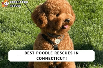 Best Poodle Rescues in Connecticut!